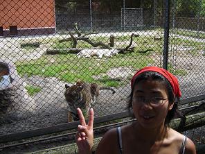 Un tigre blanc et un roux