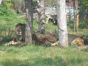 Des lions glandeurs