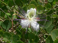 Une fleur de Capre